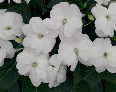 Impatiens hawker